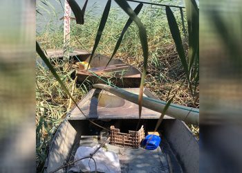 Azap Gölü’ne 250 bin yavru sazan balığı bırakıldı