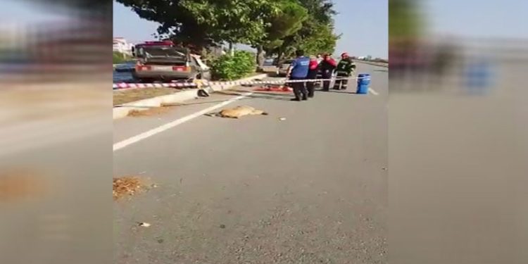 Yola çıkan köpek kazaya neden oldu: 1 ölü, 2 yaralı