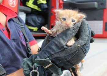 8 ayda 2 bin 282 can dosta kurtarma operasyonu