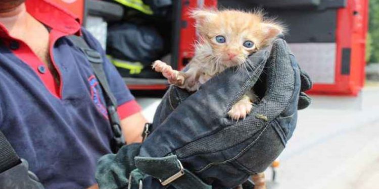 8 ayda 2 bin 282 can dosta kurtarma operasyonu