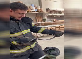 İş yerine giren yılan yakalanarak doğaya bırakıldı
