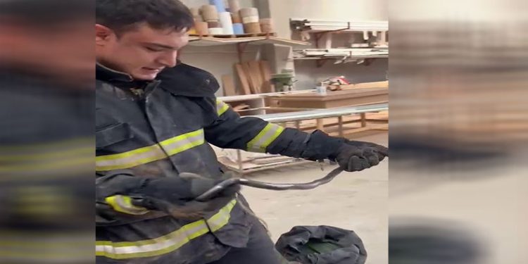 İş yerine giren yılan yakalanarak doğaya bırakıldı