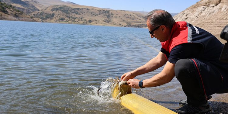 Kars’ta göllere 1 milyon 680 bin sazan balığı salındı