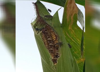 Mısır tarlalarında ‘kahverengi kokarca’ istilası