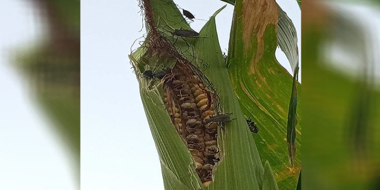 Mısır tarlalarında ‘kahverengi kokarca’ istilası