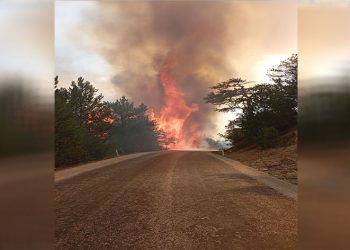 Bolu’da orman yangını çıktı