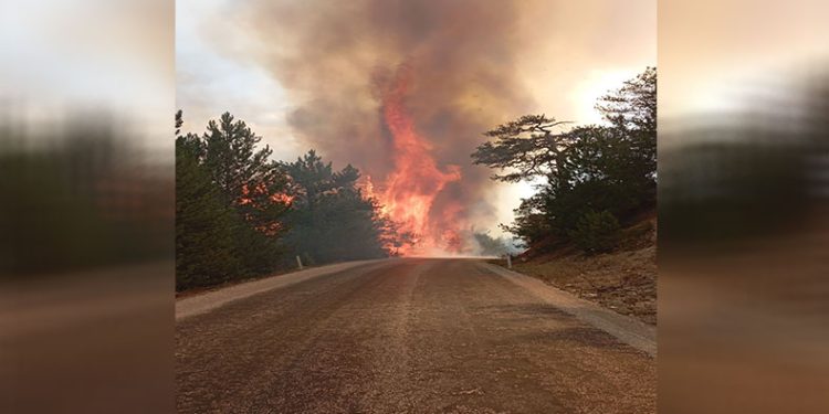 Bolu’da orman yangını çıktı
