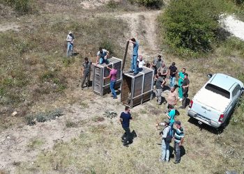 Bursa’da 2 kızıl geyik doğaya salındı