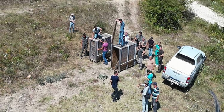 Bursa’da 2 kızıl geyik doğaya salındı