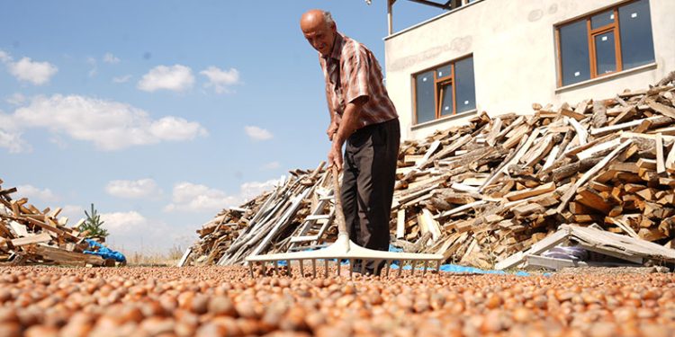 Trabzon’da fındığın zorlu mesaisi