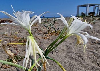 Kum zambaklarını kopartmanın cezası 380 bin lira