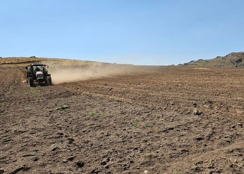 2600 rakımda buğday ekimi