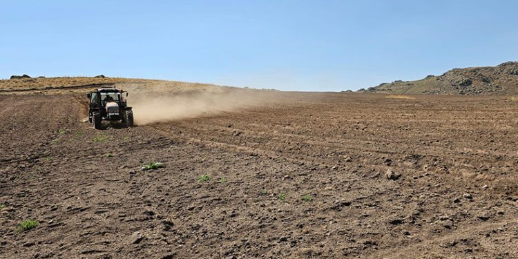 2600 rakımda buğday ekimi