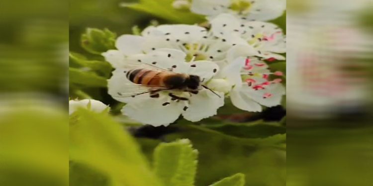 Bal üreticileri son on yılın en verimsiz sezonunu yaşadı