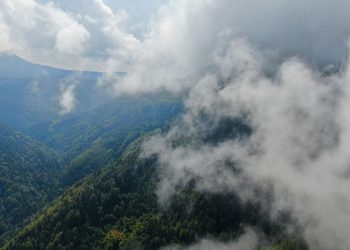 Sis ve ormanın muhteşem buluşması