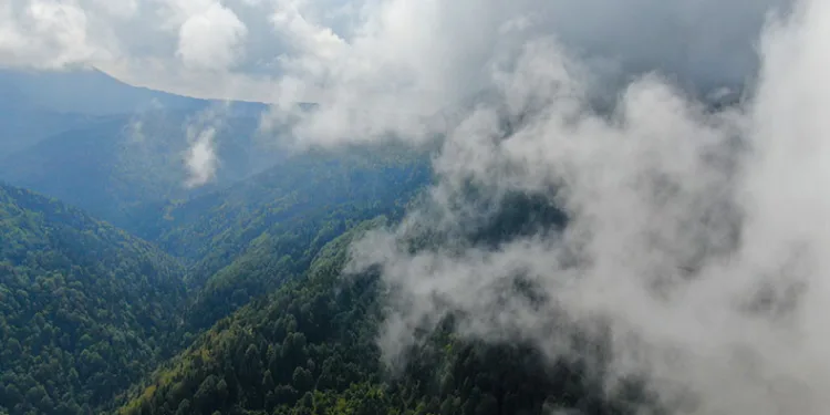 Sis ve ormanın muhteşem buluşması