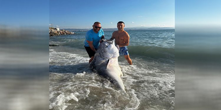 2 dalgıç, 320 kilogram orkinos avladı