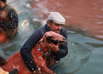 Boyanan koyunlar, çobanların arkasından suya atladı
