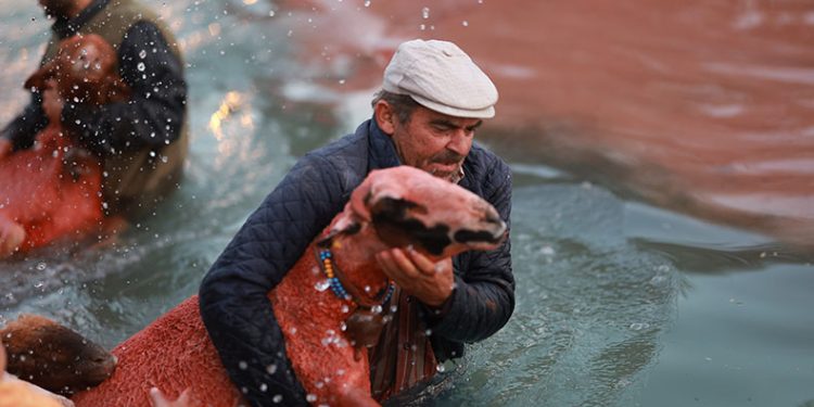Boyanan koyunlar, çobanların arkasından suya atladı