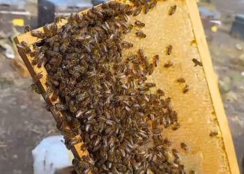 Sahte bal sağlığı olumsuz etkiliyor