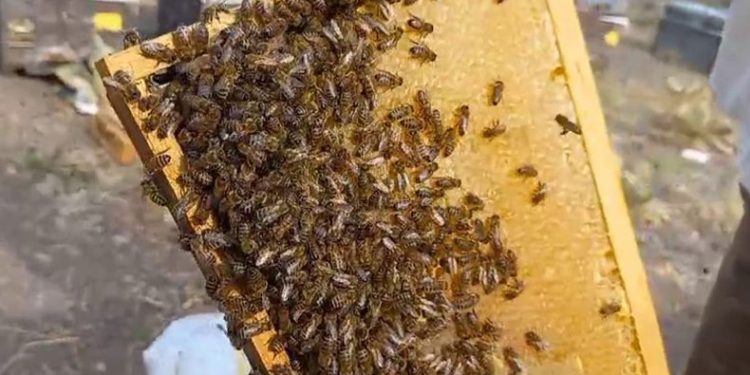 Sahte bal sağlığı olumsuz etkiliyor