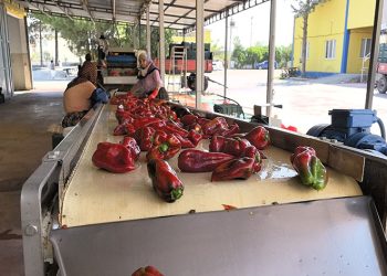 Kadınların ürettiği salçalar Hollanda’ya ihraç ediliyor