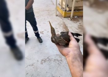 Nesli tükenmekte olan kuşu doğaya saldılar