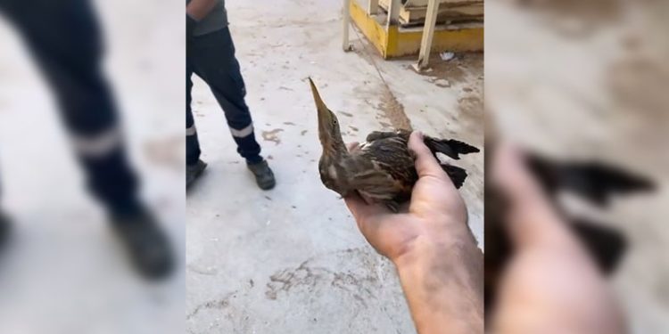 Nesli tükenmekte olan kuşu doğaya saldılar