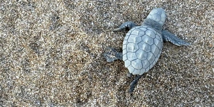 Alanya’da yavru caretta carettalar mavi sularla buluşmaya devam ediyor