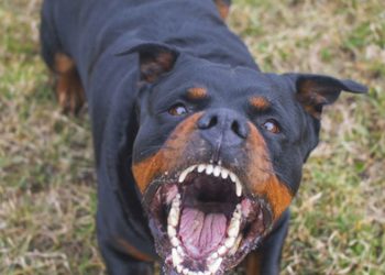 Ataşehir’de kangal köpeği başka bir köpeği parçaladı, olayı gören sahibi kalp krizi geçirdi