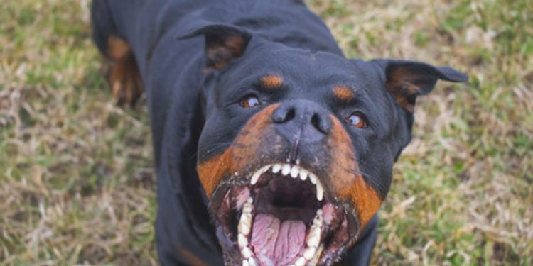 Ataşehir’de kangal köpeği başka bir köpeği parçaladı, olayı gören sahibi kalp krizi geçirdi