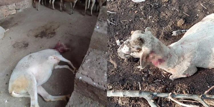 Ağıla giren köpekler 13 koyunu yaraladı