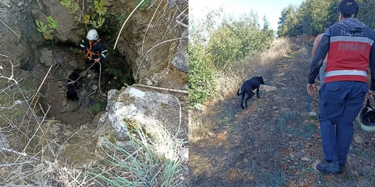Kuyuya düşen köpeği itfaiye kurtardı