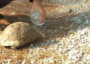 Tırın içine zulalanmış 730 gram narkotik madde ele geçirildi