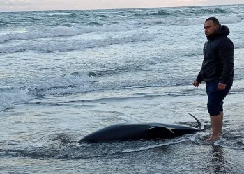 2 metrelik ölü yunus balığı sahile vurdu