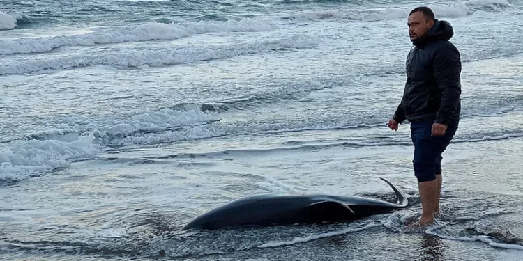 2 metrelik ölü yunus balığı sahile vurdu