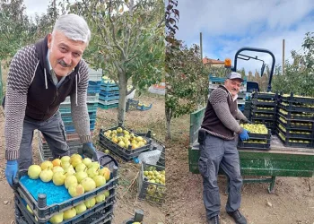 Sungurlu’da deveci armudu hasadı başladı