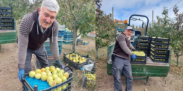 Sungurlu’da deveci armudu hasadı başladı