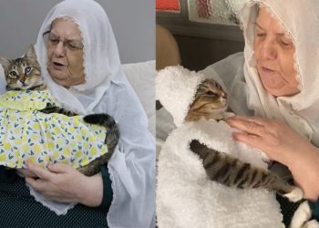 Bebek gibi giydirdiği kedisiyle fenomen oldu