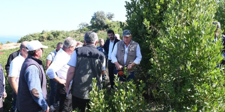 Mudanya’da defne üretimi için çalışmalar başlatıldı