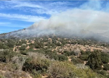 Vali yardımcısının oğlunun katil zanlısı dolandırıcılık çetesinin üyesi çıktı