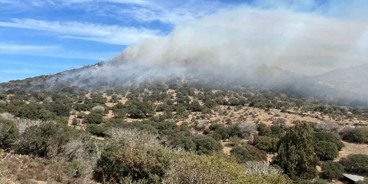 Vali yardımcısının oğlunun katil zanlısı dolandırıcılık çetesinin üyesi çıktı