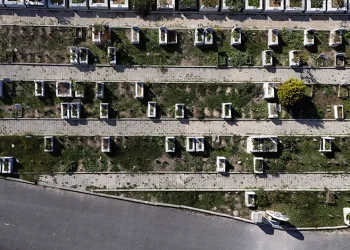 Sungurlu’da deveci armudu hasadı başladı