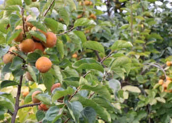 Öğrenciler afette yapması gerekenleri öğrendi