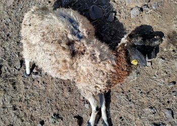 Ankara’da eğlence merkezinde bir kişi görüştüğü kadını öldürdükten sonra kendini vurdu