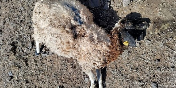 Ankara’da eğlence merkezinde bir kişi görüştüğü kadını öldürdükten sonra kendini vurdu