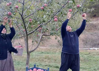 Kar yağınca hasat erkene alındı