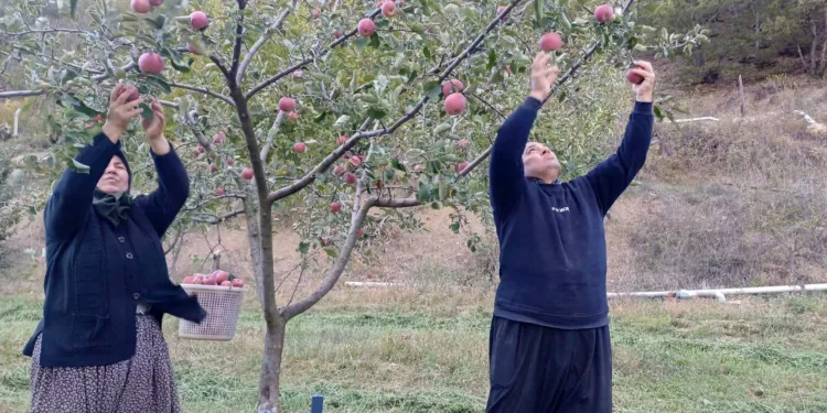 Kar yağınca hasat erkene alındı