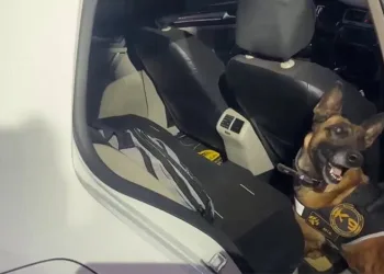 Uyuşturucu tacirleri ‘Mia’nın burnuna takıldı