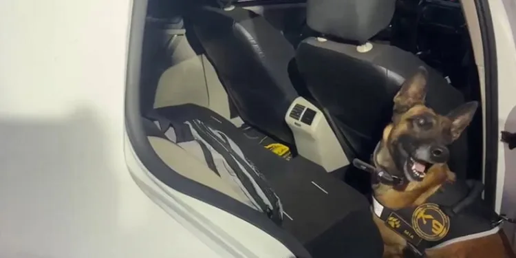 Uyuşturucu tacirleri ‘Mia’nın burnuna takıldı